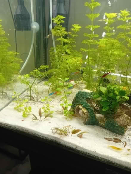 Photo of Live Tropical aquarium plants (Harlow CM20) #1