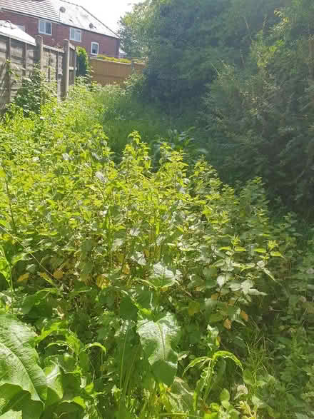 Photo of free Lots of nettles (SK8 Cheadle) #1