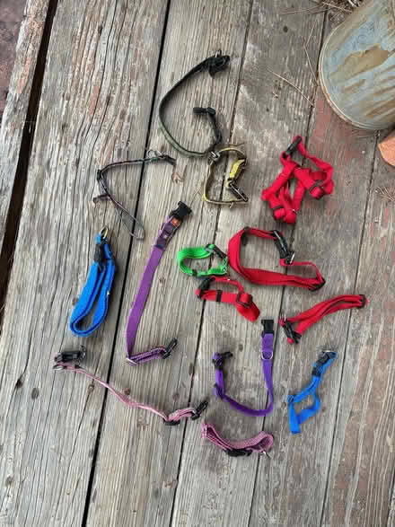 Photo of free tiny, small, medium dog collars (gunbarrel) #1