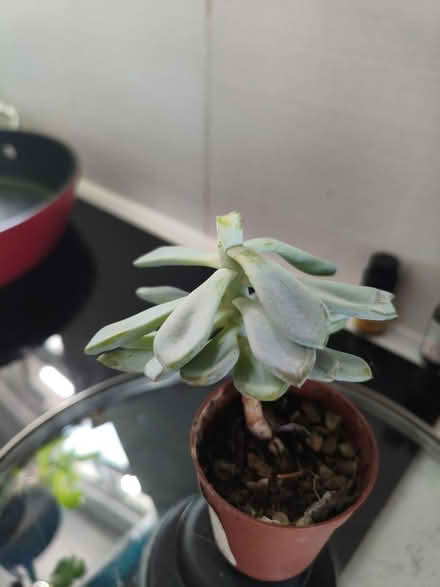 Photo of free Succulent (Golders green NW11) #1