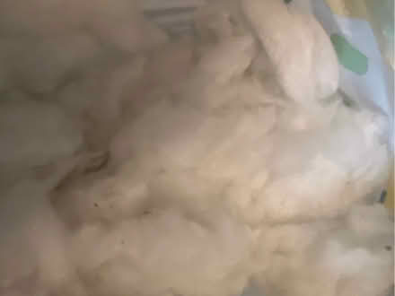 Photo of free Bag of soft toy filling (Bedfont TW14) #1