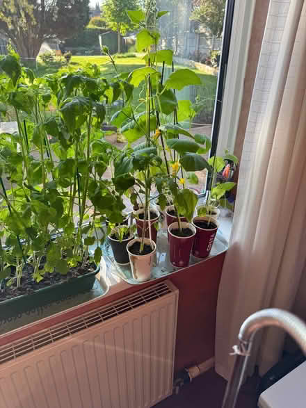 Photo of free Tomato Plants and Cucumber plants (Bolton le Sands LA5) #2