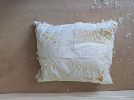 Photo of free Duck Feathers (inside old cushion covers) x 2 large cushions (Downend BS16) #2