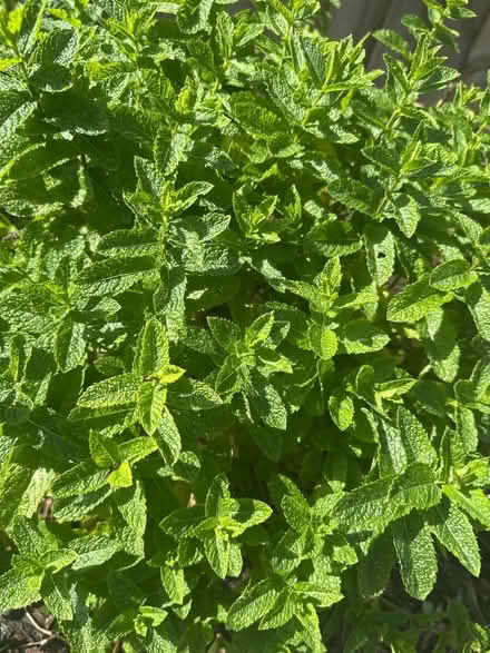 Photo of free Garden mint cuttings (Didcot OX11) #1