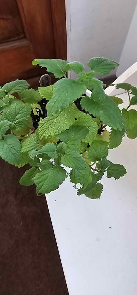 Photo of free Lemon balm plant (HP13 near railway station) #1