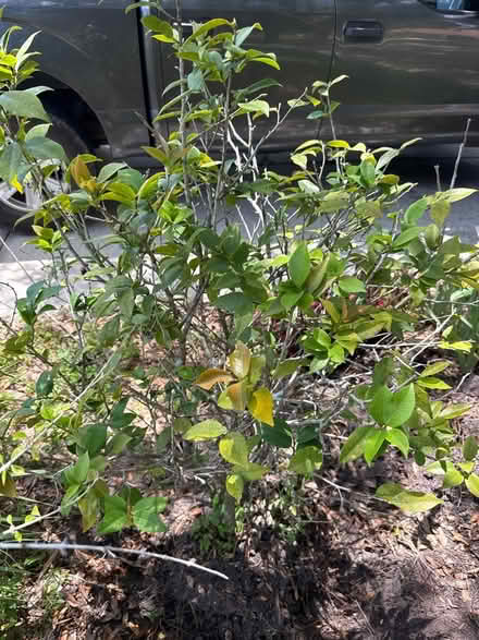 Photo of free Pink Camellia (4797 Dunbarton Dr.) #1
