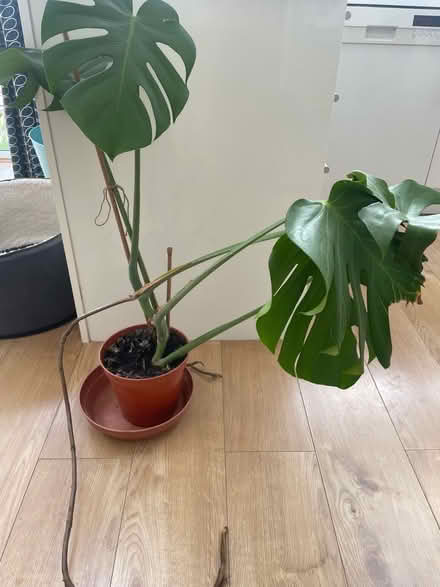 Photo of free Cheese Plant (Totley S17) #1