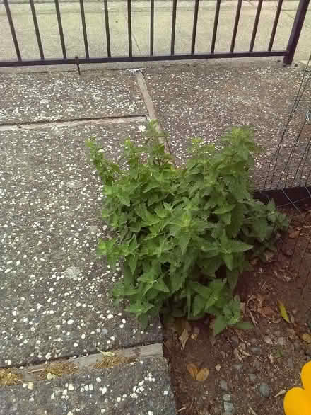 Photo of free Nettle Plant (Southern San Rafael) #1