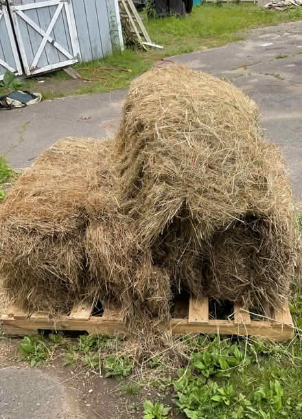 Photo of free Hay bales (Easthampton ma) #1