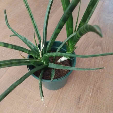 Photo of free Houseplant 🪴 (Ingol PR2) #2