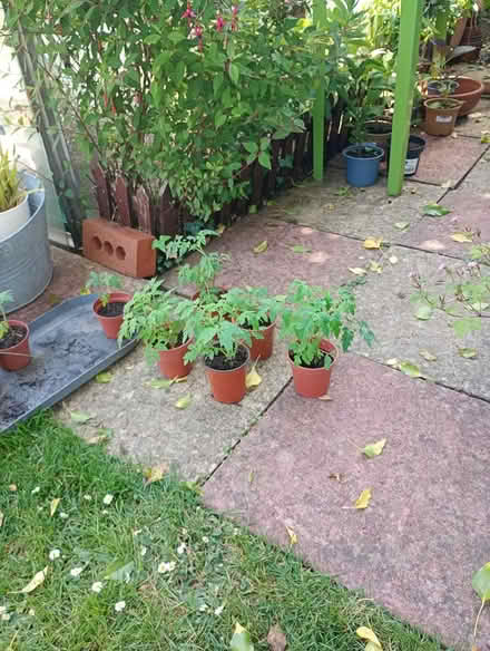 Photo of free Tomato plants (Freeland. Oxfordshire) #1