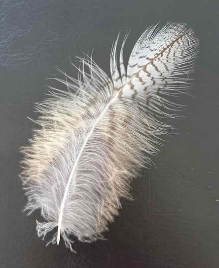 Photo of free Bird feathers (Lower Addiscombe, CR0) #1