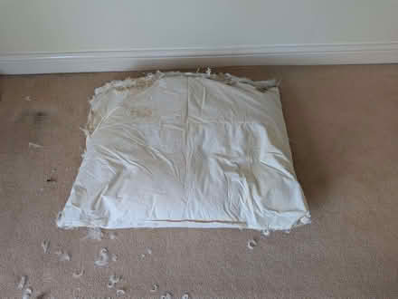 Photo of free Duck Feathers (inside old cushion covers) x 2 large cushions (Downend BS16) #1