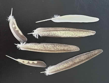 Photo of free Bird feathers (Lower Addiscombe, CR0) #2