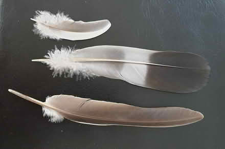 Photo of free Bird feathers (Lower Addiscombe, CR0) #4
