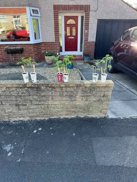 Photo of free Tomato Plants and Cucumber plants (Bolton le Sands LA5) #1