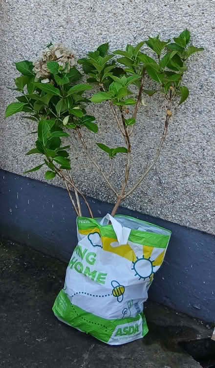 Photo of free Hydrangea (Seaton CA14) #1