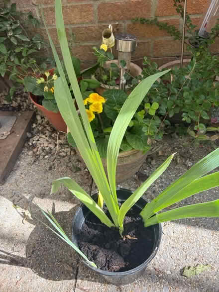 Photo of free Pot of Iris (Westbury Wilts BA13) #1