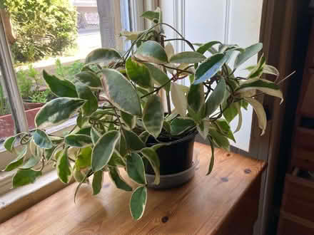Photo of free Indoor plant: variagated hoya carnosa (Fountainbridge EH3) #1