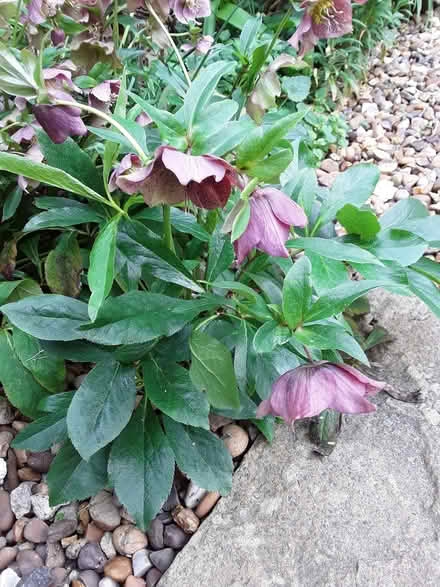 Photo of free Hellebore plant (Far Bletchley MK3) #1