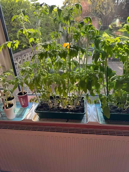 Photo of free Tomato Plants and Cucumber plants (Bolton le Sands LA5) #3