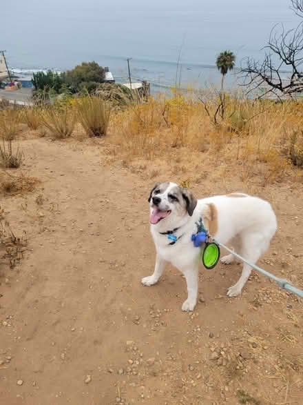 Photo of free Hills Prescription k/d Dog Food (Valley Village) #3