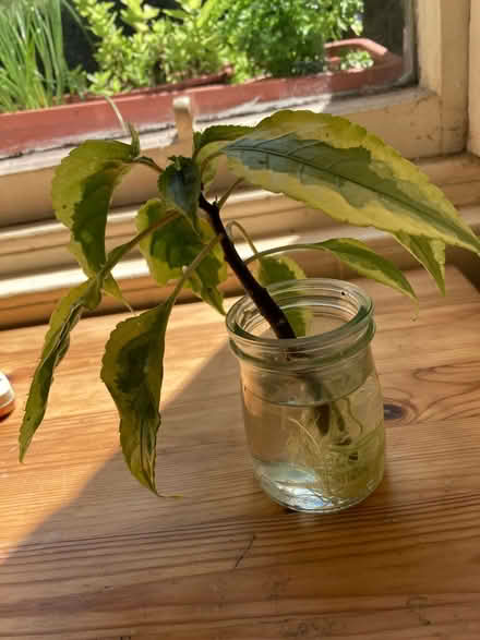 Photo of free Rooted variagated parrot plant cuttings (Fountainbridge EH3) #1