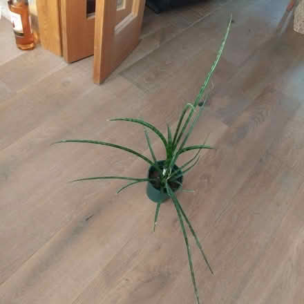 Photo of free Houseplant 🪴 (Ingol PR2) #1
