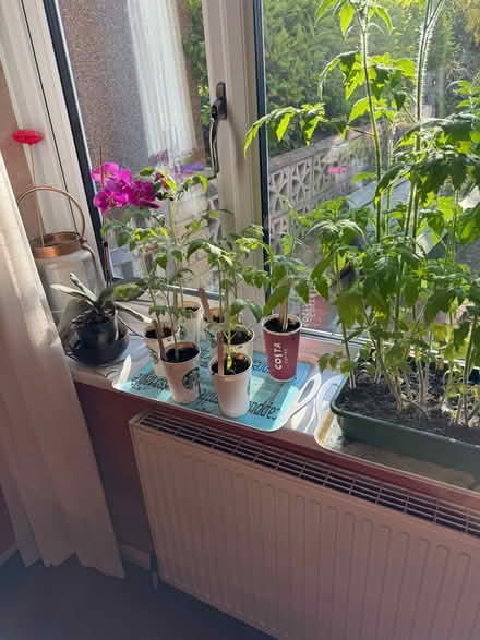 Photo of free Tomato Plants and Cucumber plants (Bolton le Sands LA5) #4