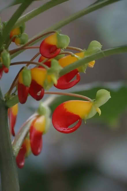 Photo of free Rooted variagated parrot plant cuttings (Fountainbridge EH3) #2