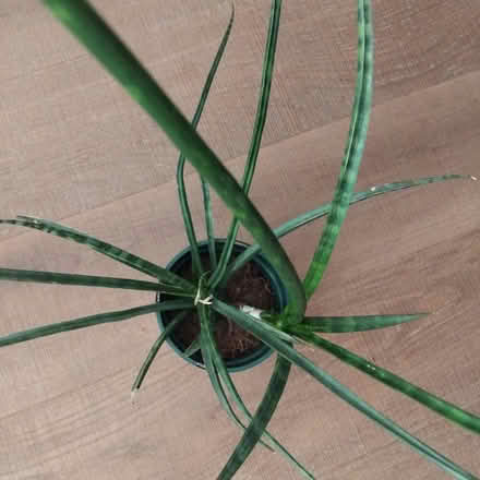 Photo of free Houseplant 🪴 (Ingol PR2) #3