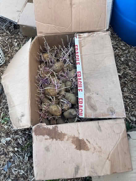 Photo of free Potatoes ready to plant (Old Aberdeen AB24) #1
