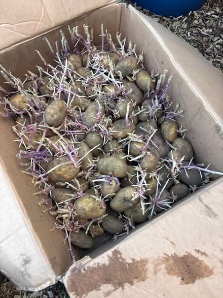 Photo of free Potatoes ready to plant (Old Aberdeen AB24) #2
