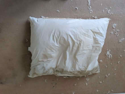 Photo of free Duck Feathers (inside old cushion covers) x 2 large cushions (Downend BS16) #4