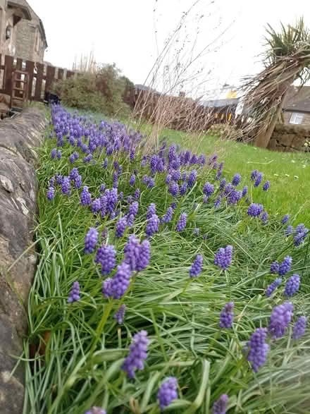 Photo of free Grape Hyacinth Bulbs (Bakewell DE45) #1