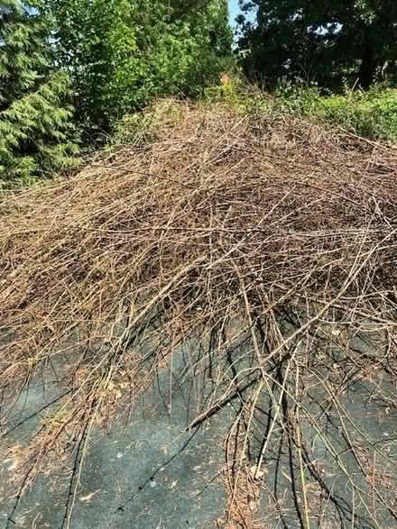 Photo of free Hazel Etc Branches (Sandhurst TN18) #1