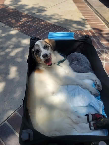 Photo of free Hills Prescription k/d Dog Food (Valley Village) #2