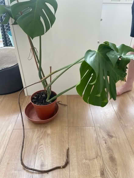Photo of free Cheese Plant (Totley S17) #2