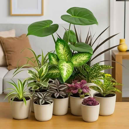 Photo of Houseplants (Forest Green GL6) #1