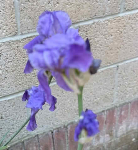 Photo of free Pot of Iris Plants (Westbury BA13) #2