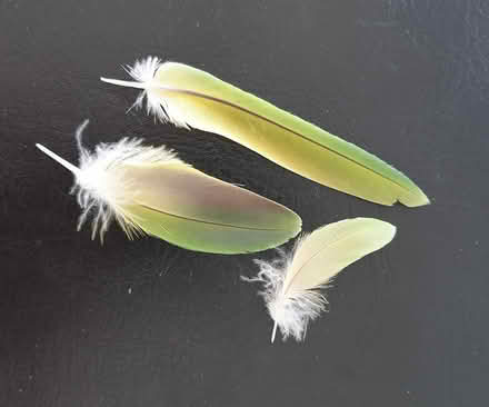 Photo of free Bird feathers (Lower Addiscombe, CR0) #3