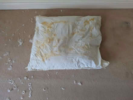 Photo of free Duck Feathers (inside old cushion covers) x 2 large cushions (Downend BS16) #3