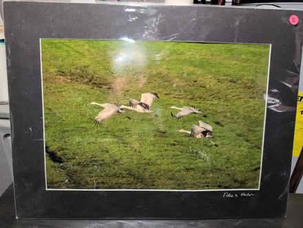 Photo of free Matted photo of geese (Brentwood) #1