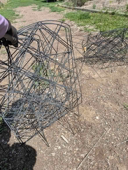 Photo of free garden trellises (South Berthoud) #2