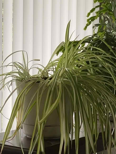 Photo of free Large happy spider plant (Near Parkville High School) #1