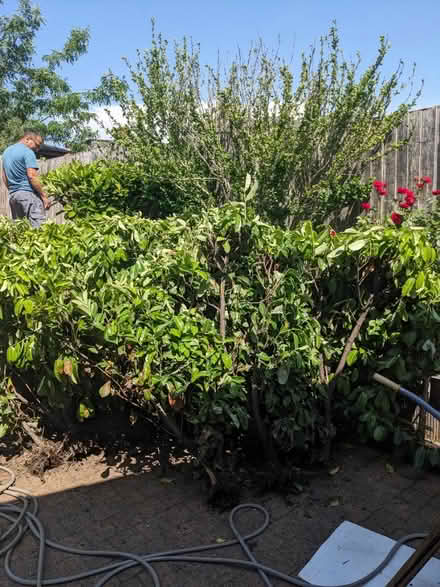 Photo of free GREEN HEDGES - Kingsbury (NW9) #3