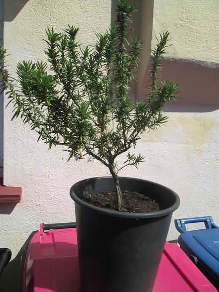 Photo of free Rosemary Plant (Southchurch SS2) #1