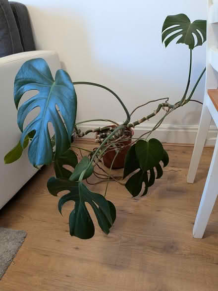 Photo of free House plants (TW3) #4