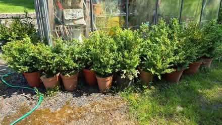 Photo of free Box hedge plants (Whitton LD7) #1
