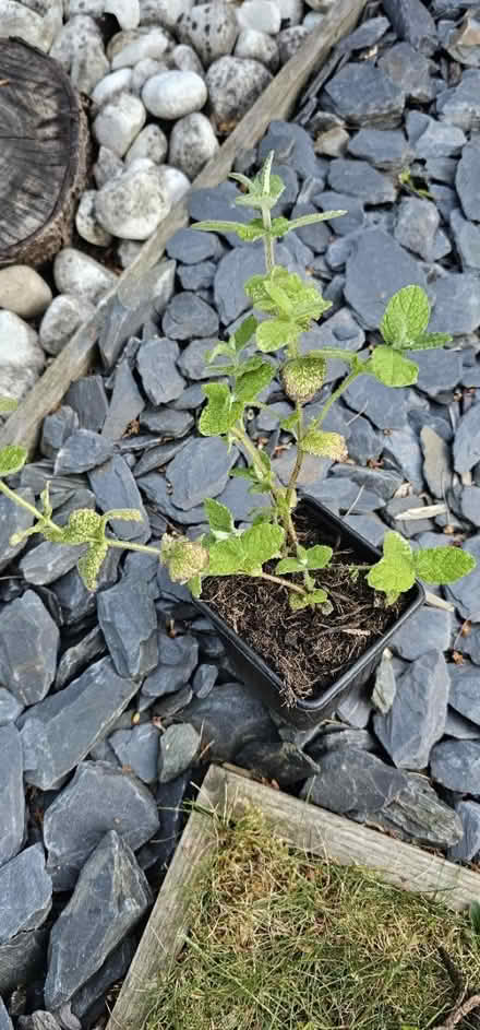 Photo of free Apple mint plant (HP13 near railway station) #1